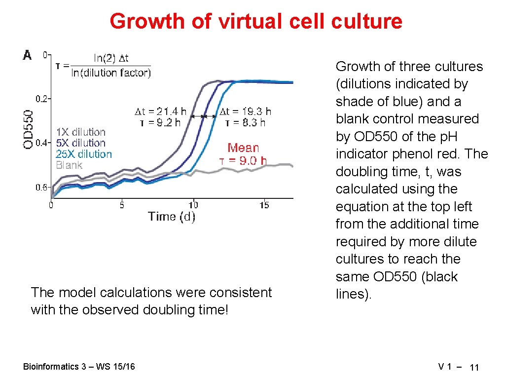 Growth of virtual cell culture The model calculations were consistent with the observed doubling Growth of virtual cell culture The model calculations were consistent with the observed doubling