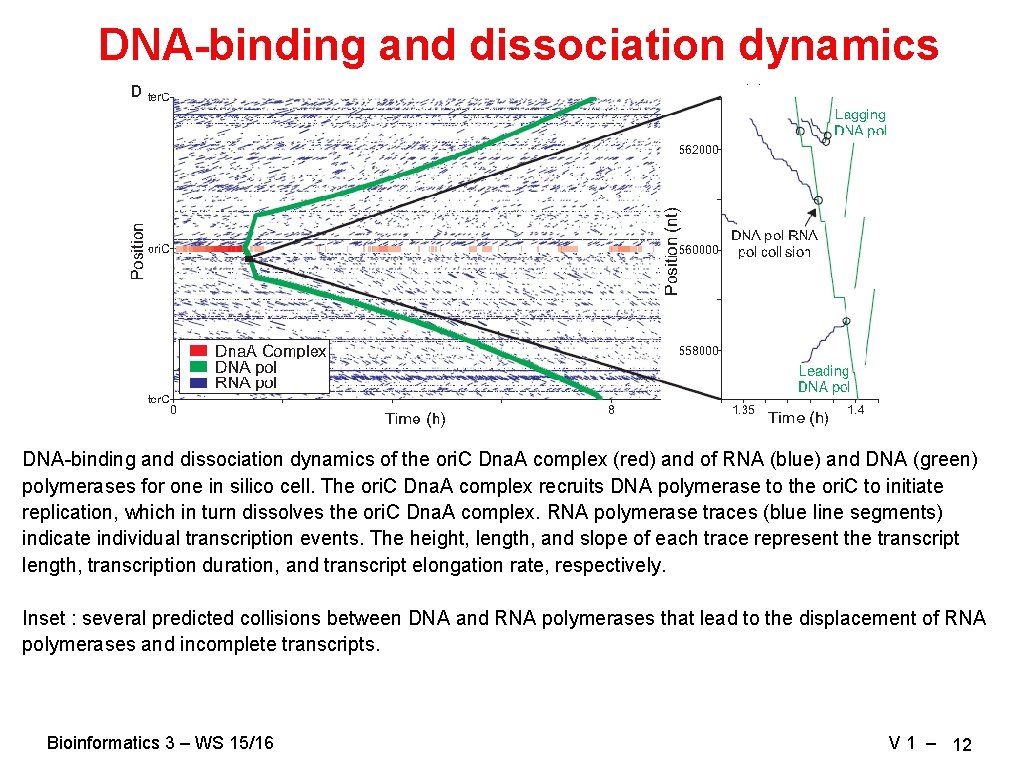DNA-binding and dissociation dynamics of the ori. C Dna. A complex (red) and of DNA-binding and dissociation dynamics of the ori. C Dna. A complex (red) and of