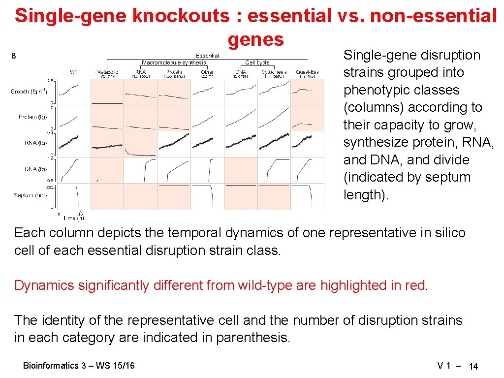 Single-gene knockouts : essential vs. non-essential genes Single-gene disruption strains grouped into phenotypic classes Single-gene knockouts : essential vs. non-essential genes Single-gene disruption strains grouped into phenotypic classes