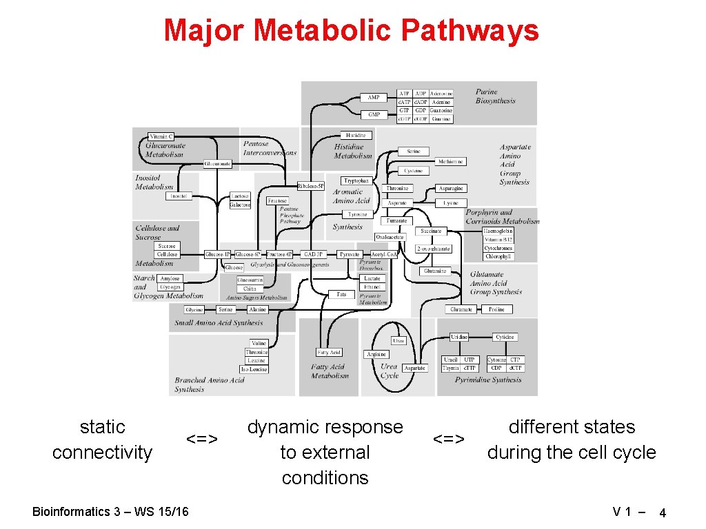 Major Metabolic Pathways static connectivity <=> Bioinformatics 3 – WS 15/16 dynamic response to Major Metabolic Pathways static connectivity <=> Bioinformatics 3 – WS 15/16 dynamic response to