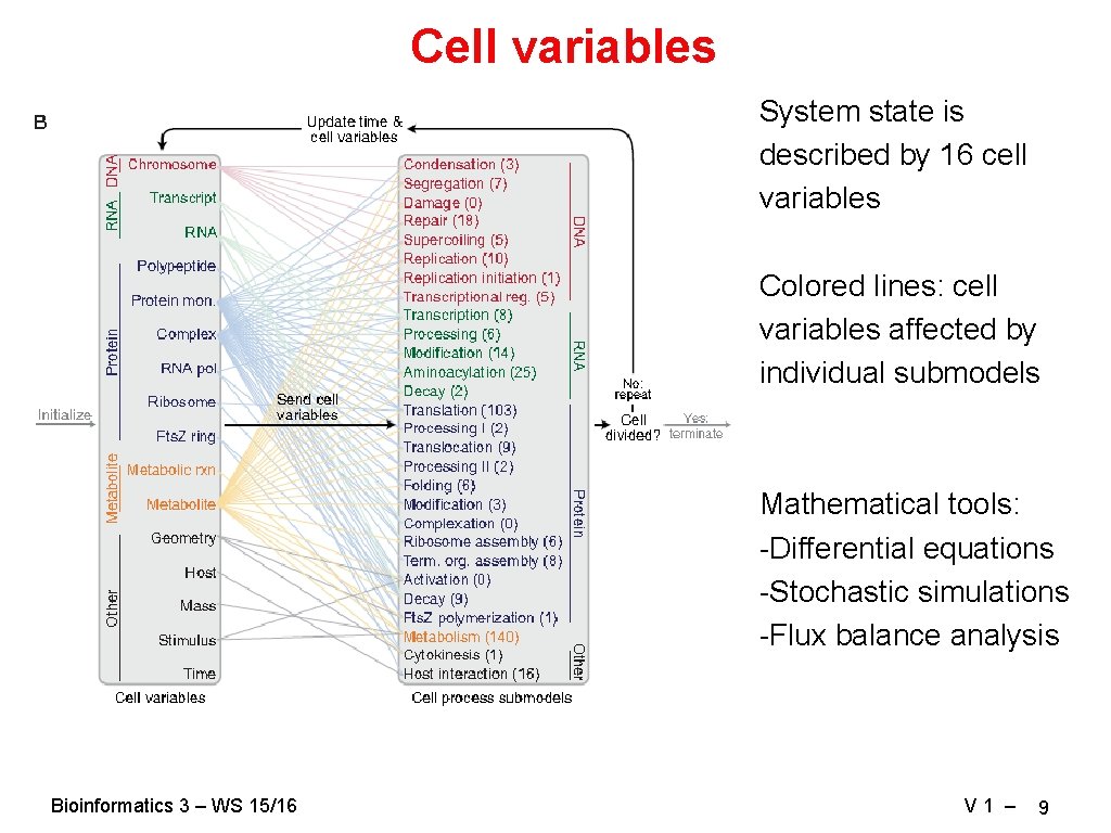 Cell variables System state is described by 16 cell variables Colored lines: cell variables Cell variables System state is described by 16 cell variables Colored lines: cell variables