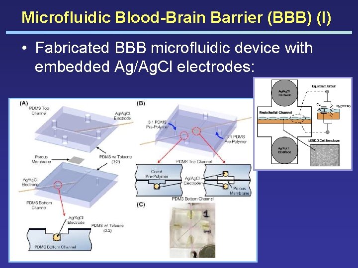 Microfluidic Blood-Brain Barrier (BBB) (I) • Fabricated BBB microfluidic device with embedded Ag/Ag. Cl