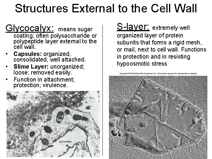Structures External to the Cell Wall Glycocalyx: means sugar coating; often polysaccharide or polypeptide Structures External to the Cell Wall Glycocalyx: means sugar coating; often polysaccharide or polypeptide