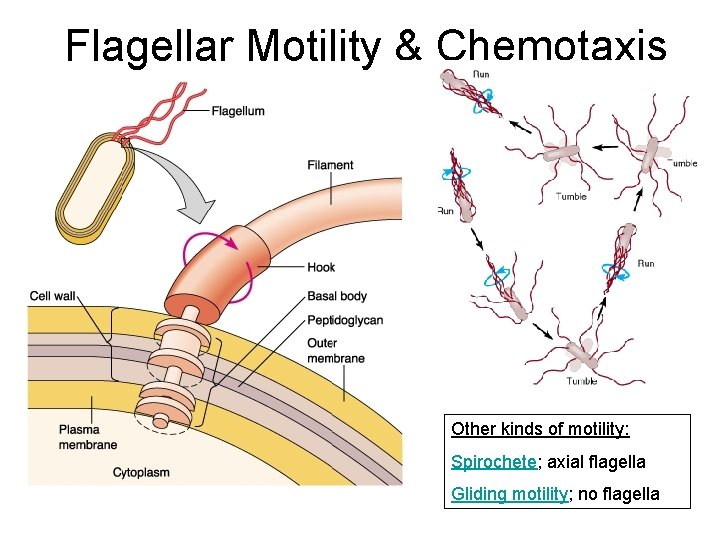 Flagellar Motility & Chemotaxis Other kinds of motility: Spirochete; axial flagella Gliding motility; no Flagellar Motility & Chemotaxis Other kinds of motility: Spirochete; axial flagella Gliding motility; no