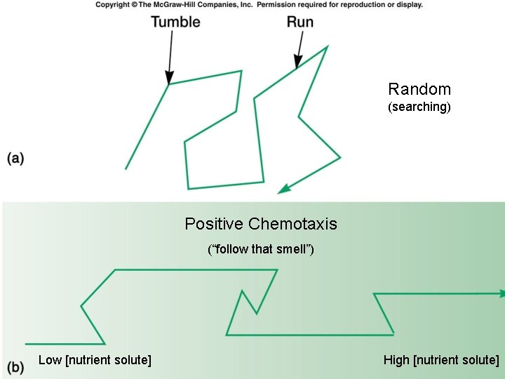 Random (searching) Positive Chemotaxis (“follow that smell”) Low [nutrient solute] High [nutrient solute] 