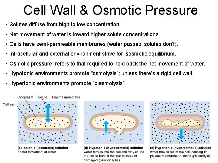 Cell Wall & Osmotic Pressure • Solutes diffuse from high to low concentration. • Cell Wall & Osmotic Pressure • Solutes diffuse from high to low concentration. •