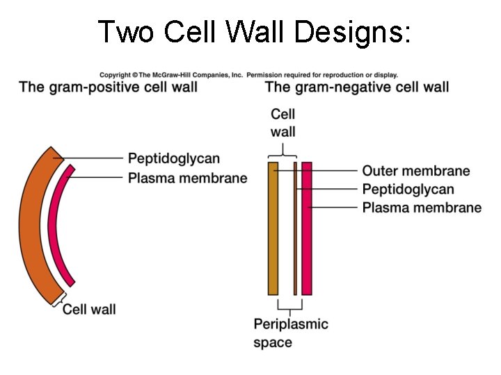 Two Cell Wall Designs: Two Cell Wall Designs: