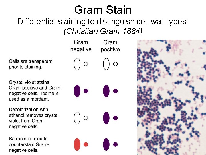 Gram Stain Differential staining to distinguish cell wall types. (Christian Gram 1884) Gram Stain Differential staining to distinguish cell wall types. (Christian Gram 1884)