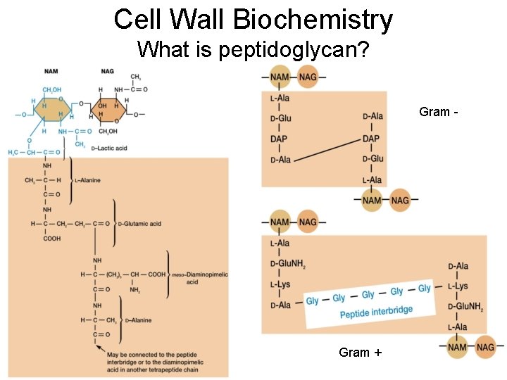 Cell Wall Biochemistry What is peptidoglycan? Gram - Gram + Cell Wall Biochemistry What is peptidoglycan? Gram - Gram +