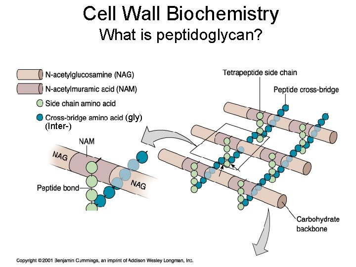 Cell Wall Biochemistry What is peptidoglycan? (Inter-) (gly) Cell Wall Biochemistry What is peptidoglycan? (Inter-) (gly)