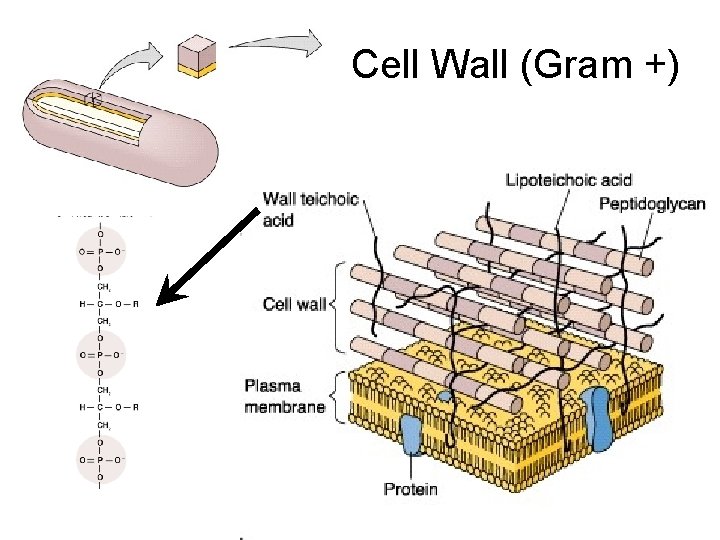 Cell Wall (Gram +) Cell Wall (Gram +)
