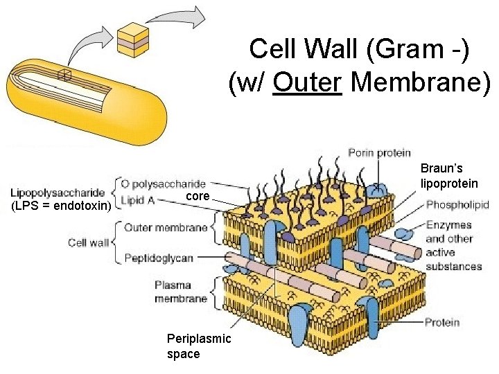 Cell Wall (Gram -) (w/ Outer Membrane) (LPS = endotoxin) core Periplasmic space Braun’s Cell Wall (Gram -) (w/ Outer Membrane) (LPS = endotoxin) core Periplasmic space Braun’s