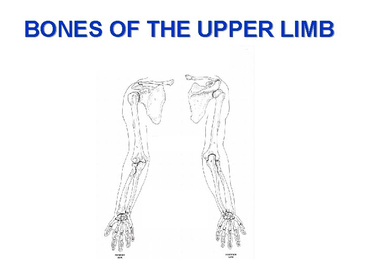 BONES OF THE UPPER LIMB 