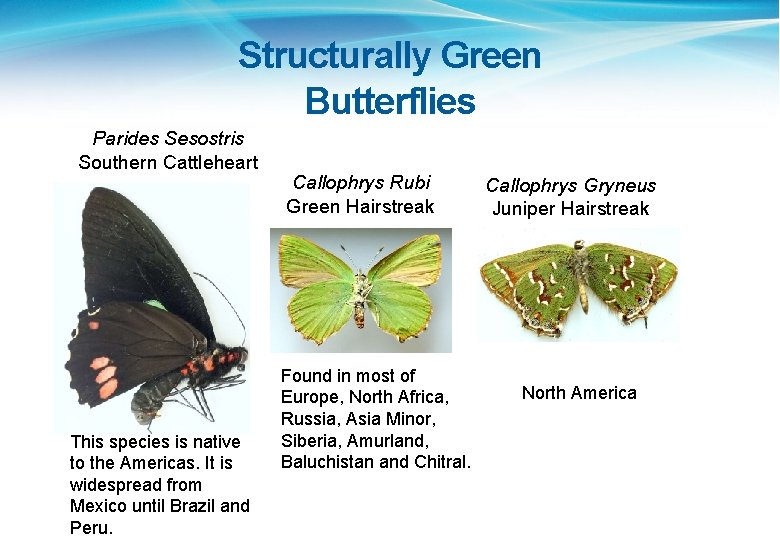 Structurally Green Butterflies Parides Sesostris Southern Cattleheart This species is native to the Americas.