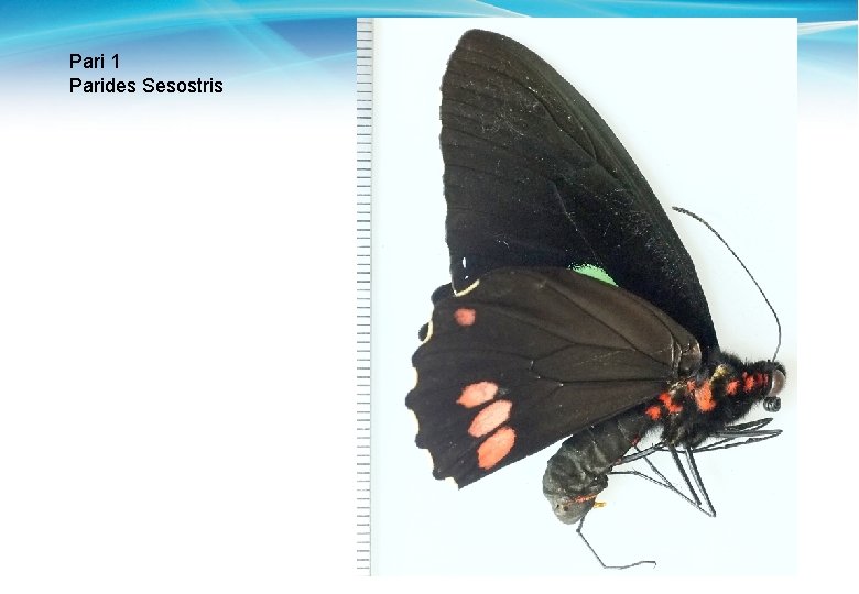 Pari 1 Parides Sesostris 