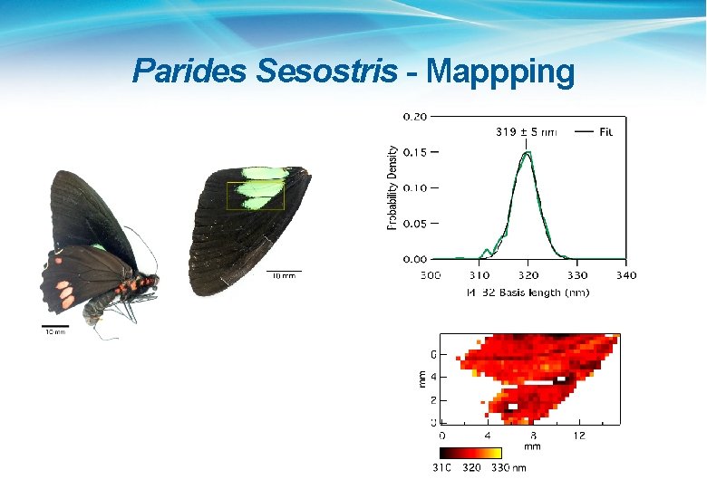 Parides Sesostris - Mappping 