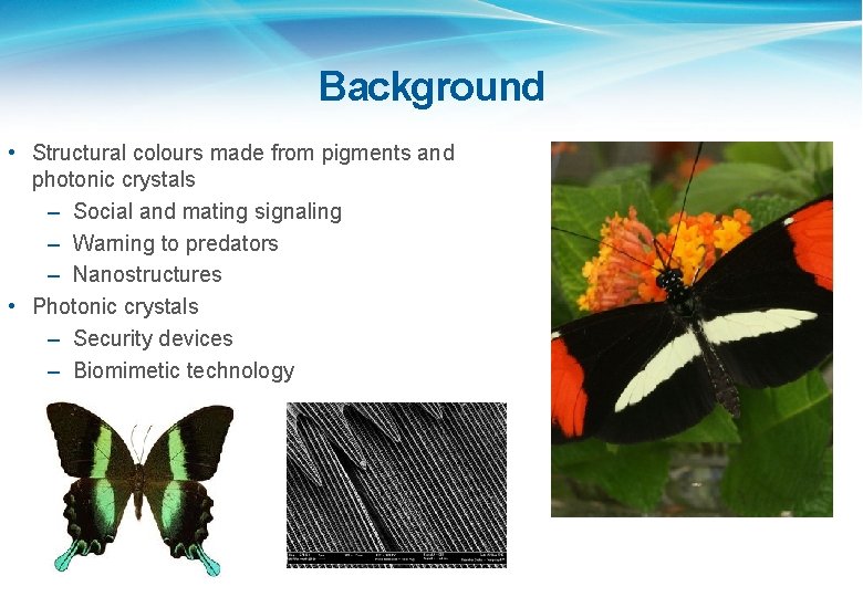 Background • Structural colours made from pigments and photonic crystals – Social and mating