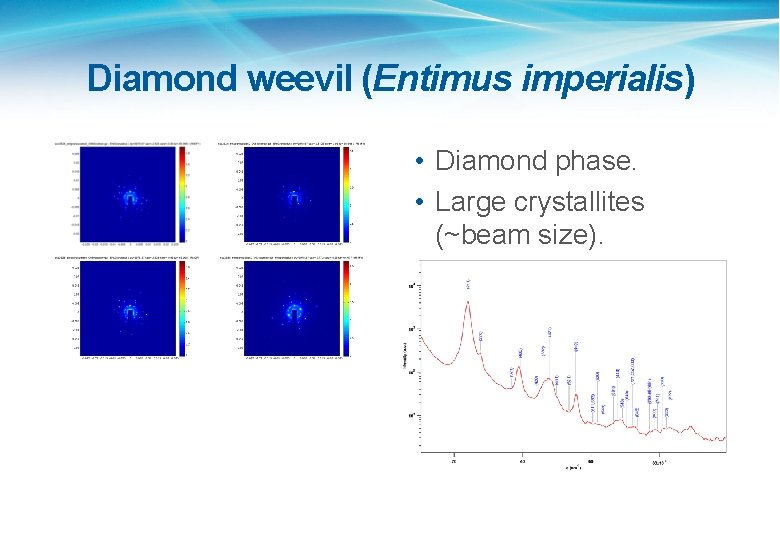 Diamond weevil (Entimus imperialis) • Diamond phase. • Large crystallites (~beam size). 