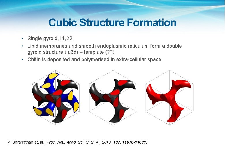 Cubic Structure Formation • Single gyroid, I 4132 • Lipid membranes and smooth endoplasmic