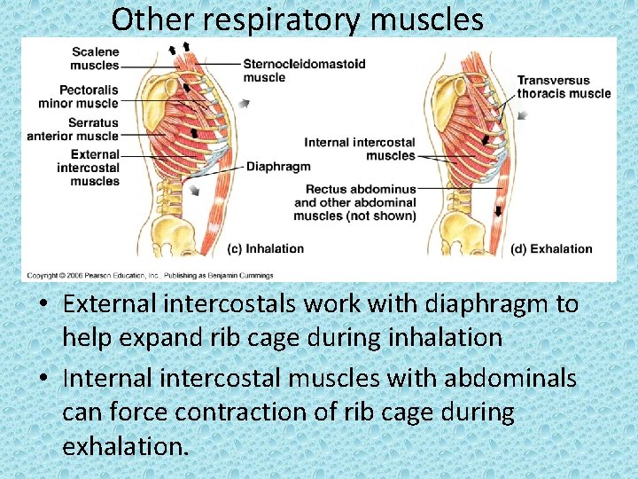 Other respiratory muscles • External intercostals work with diaphragm to help expand rib cage