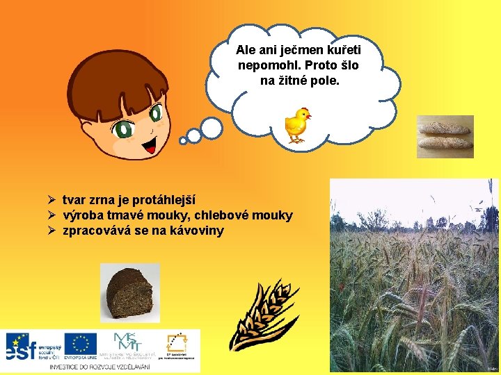 Ale ani ječmen kuřeti nepomohl. Proto šlo na žitné pole. Ahoj, Ø tvar zrna