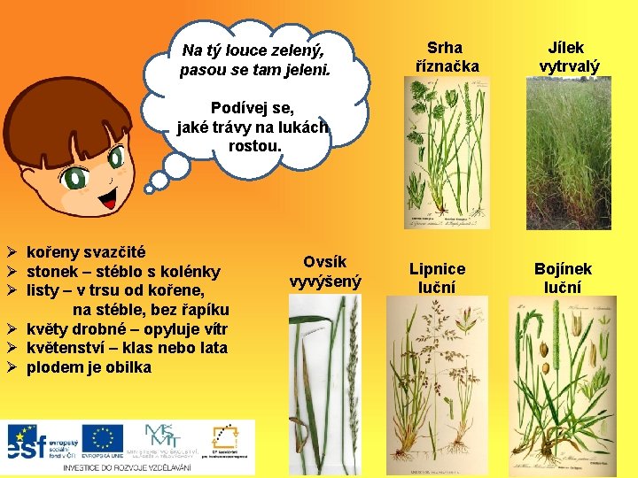 Na tý louce zelený, pasou se tam jeleni. Srha říznačka Jílek vytrvalý Ahoj, Podívej