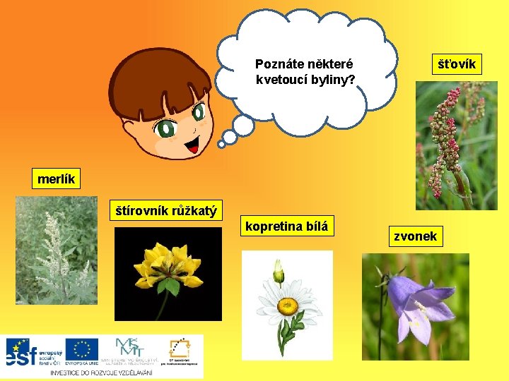 Poznáte Ahojněkteré , kvetoucí byliny? šťovík merlík štírovník růžkatý kopretina bílá zvonek 