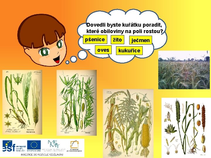 Dovedli byste kuřátku poradit, které obiloviny Ahoj, na poli rostou? pšenice oves žito ječmen