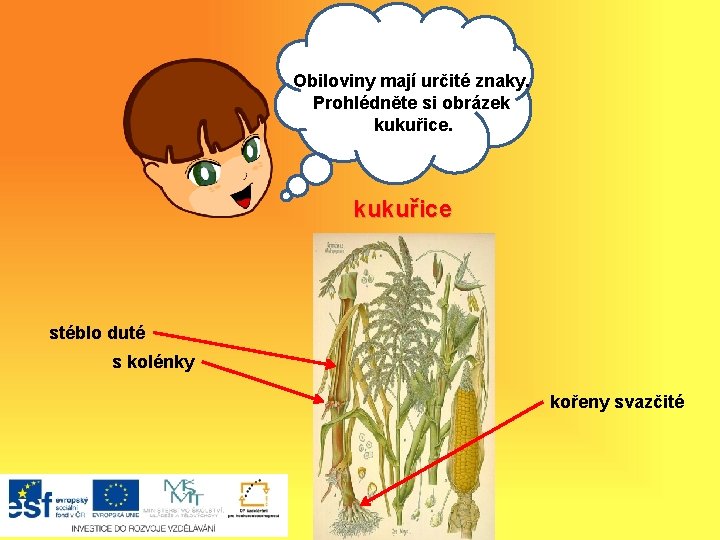 Obiloviny Amají hoj, určité znaky. Prohlédněte si obrázek kukuřice stéblo duté s kolénky kořeny