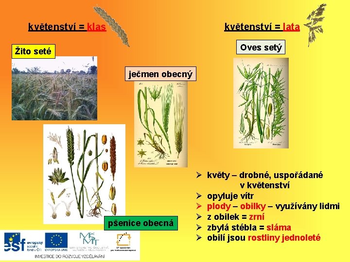 květenství = klas květenství = lata Oves setý Žito seté ječmen obecný pšenice obecná
