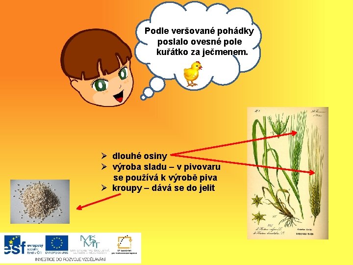 Podle veršované pohádky poslalo. Ahovesné pole oj, kuřátko za ječmenem. Ø dlouhé osiny Ø