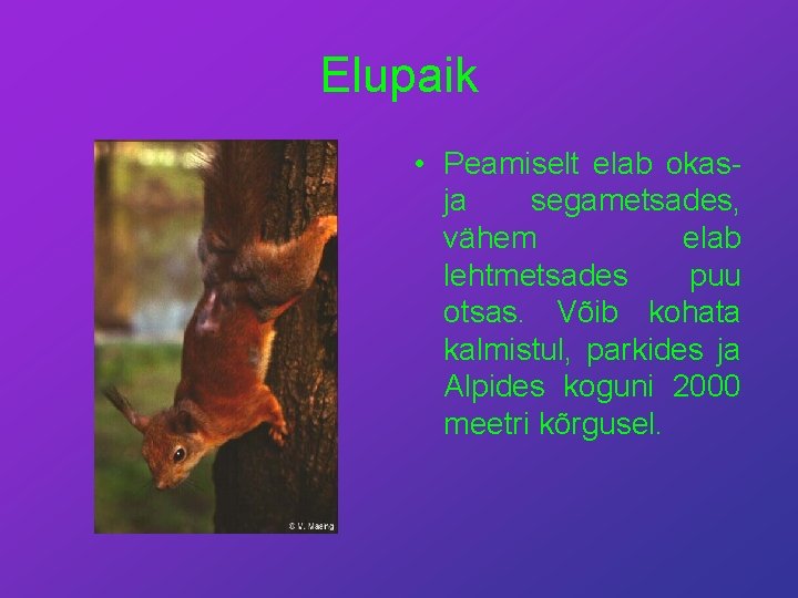 Elupaik • Peamiselt elab okasja segametsades, vähem elab lehtmetsades puu otsas. Võib kohata kalmistul,