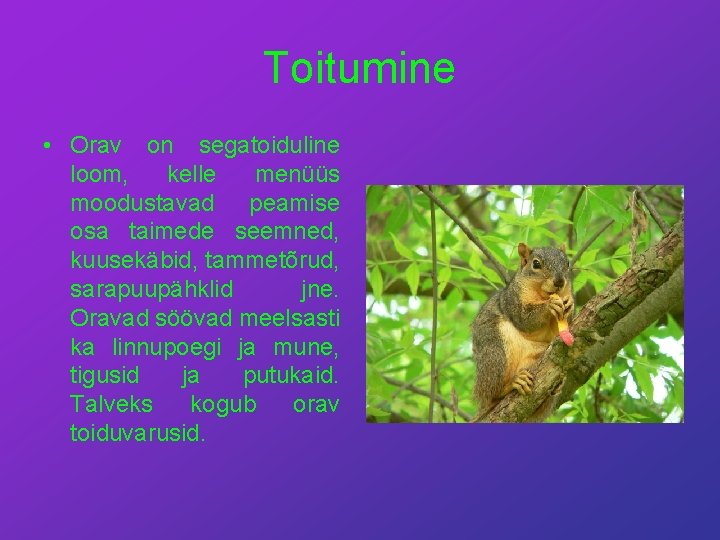 Toitumine • Orav on segatoiduline loom, kelle menüüs moodustavad peamise osa taimede seemned, kuusekäbid,