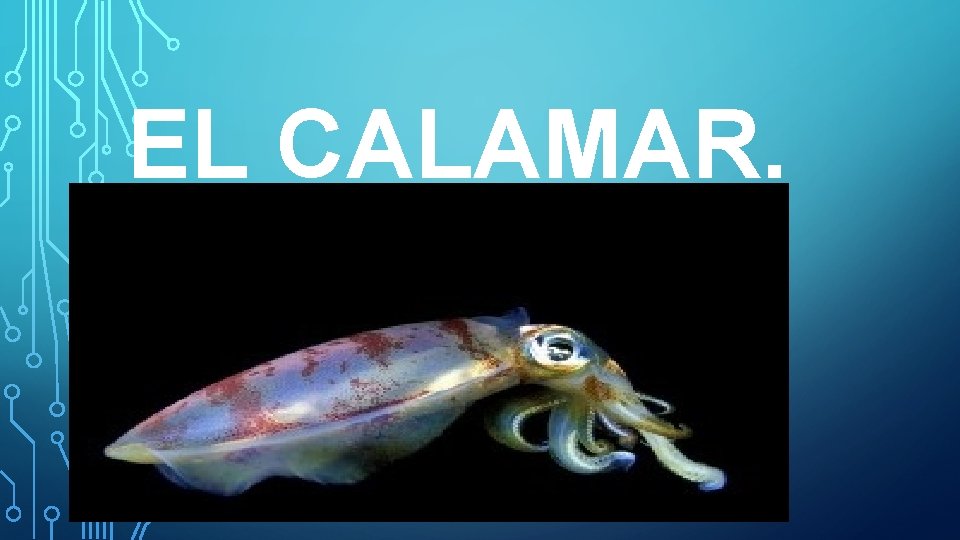 EL CALAMAR. 