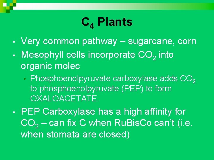 C 4 Plants • • Very common pathway – sugarcane, corn Mesophyll cells incorporate