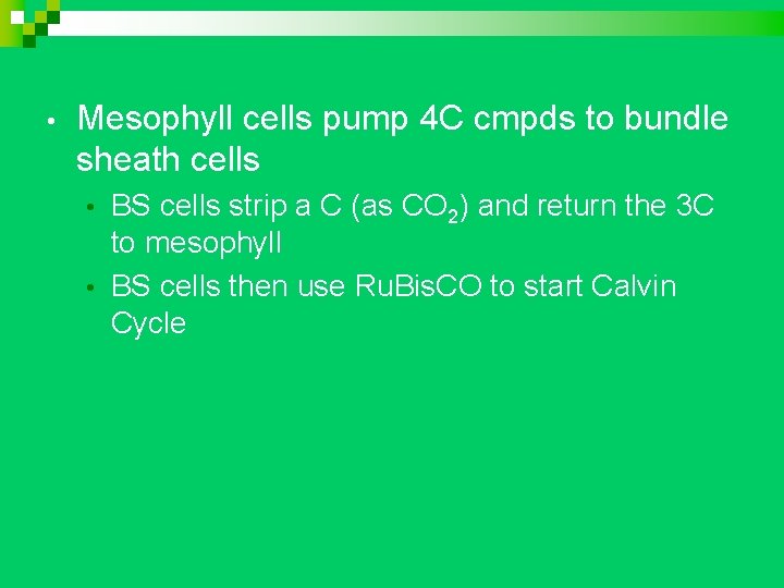  • Mesophyll cells pump 4 C cmpds to bundle sheath cells BS cells