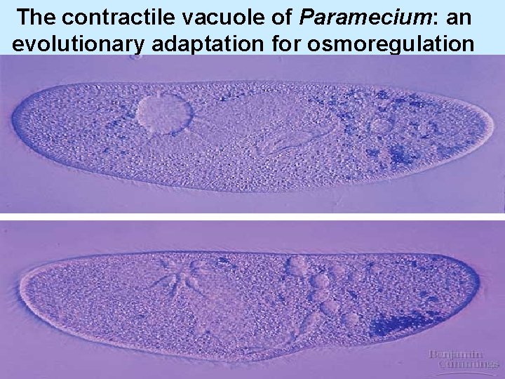 The contractile vacuole of Paramecium: an evolutionary adaptation for osmoregulation 