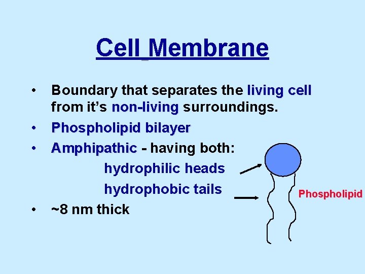 Cell Membrane • • Boundary that separates the living cell from it’s non-living surroundings.