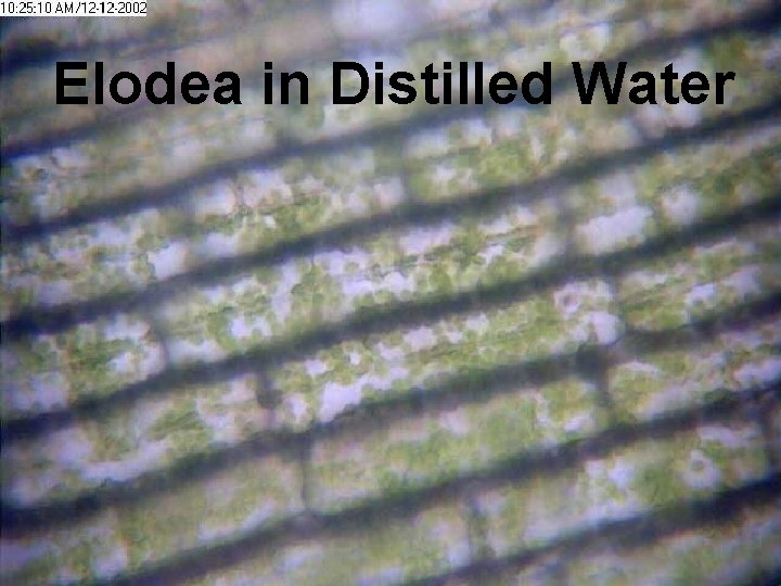 Elodea in Distilled Water 