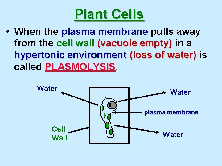 Plant Cells • When the plasma membrane pulls away from the cell wall (vacuole