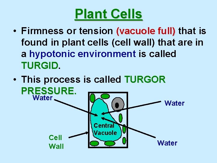 Plant Cells • Firmness or tension (vacuole full) that is found in plant cells