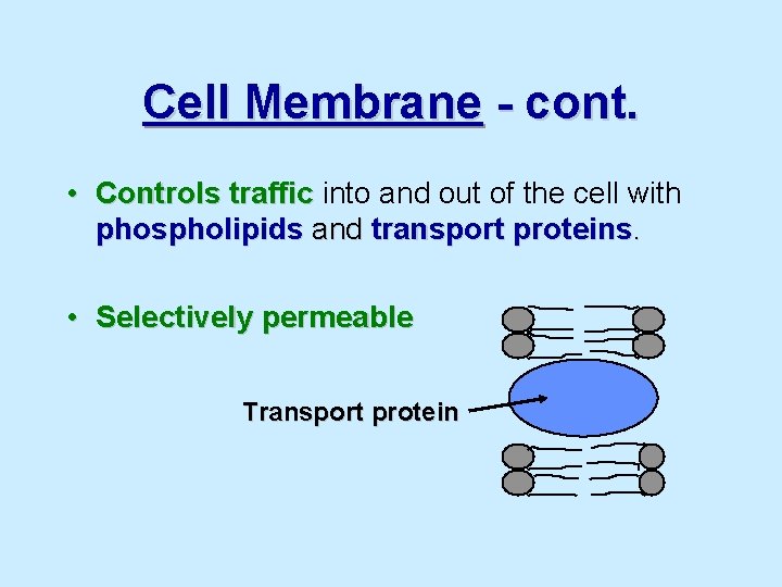 Cell Membrane - cont. • Controls traffic into and out of the cell with