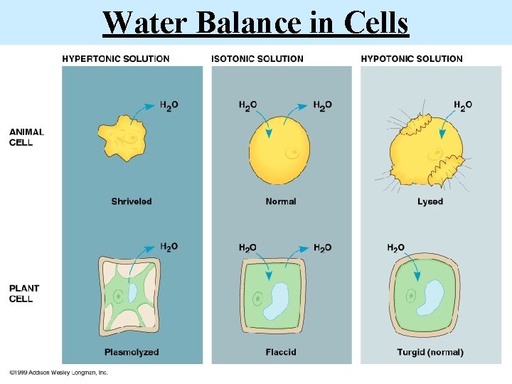 Water Balance in Cells 