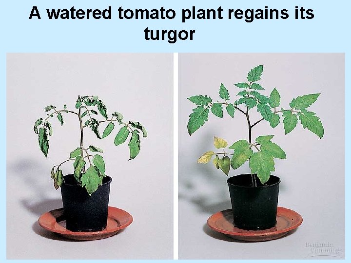 A watered tomato plant regains its turgor 