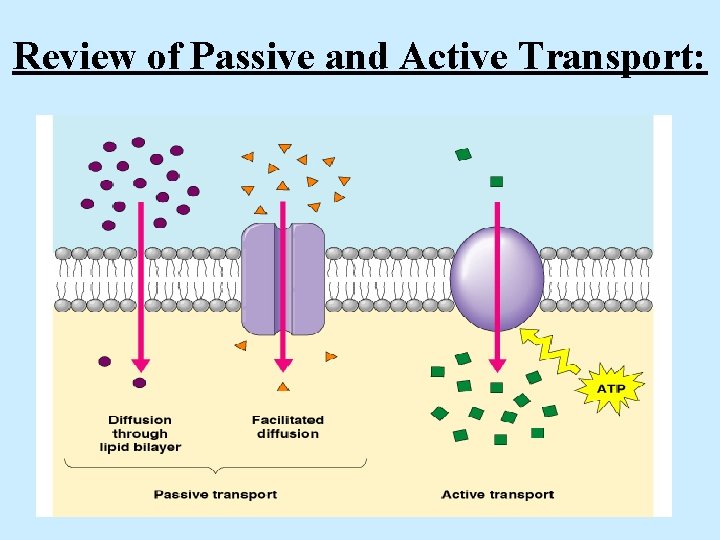 Review of Passive and Active Transport: 