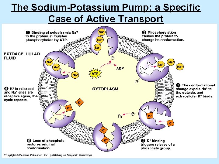 The Sodium-Potassium Pump: a Specific Case of Active Transport 