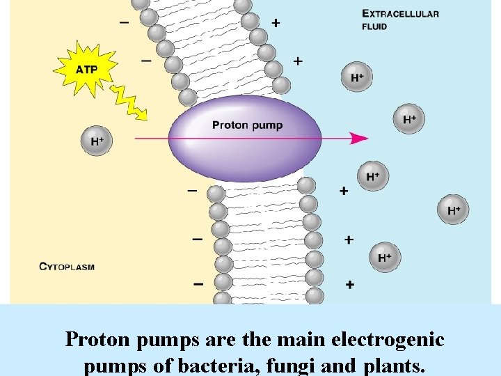 Proton pumps are the main electrogenic pumps of bacteria, fungi and plants. 