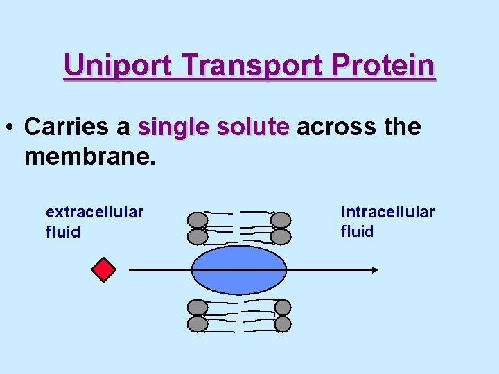 Uniport Transport Protein • Carries a single solute across the membrane. extracellular fluid intracellular