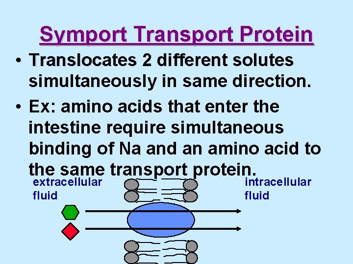 Symport Transport Protein • Translocates 2 different solutes simultaneously in same direction. • Ex: