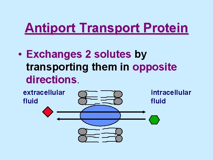 Antiport Transport Protein • Exchanges 2 solutes by transporting them in opposite directions extracellular